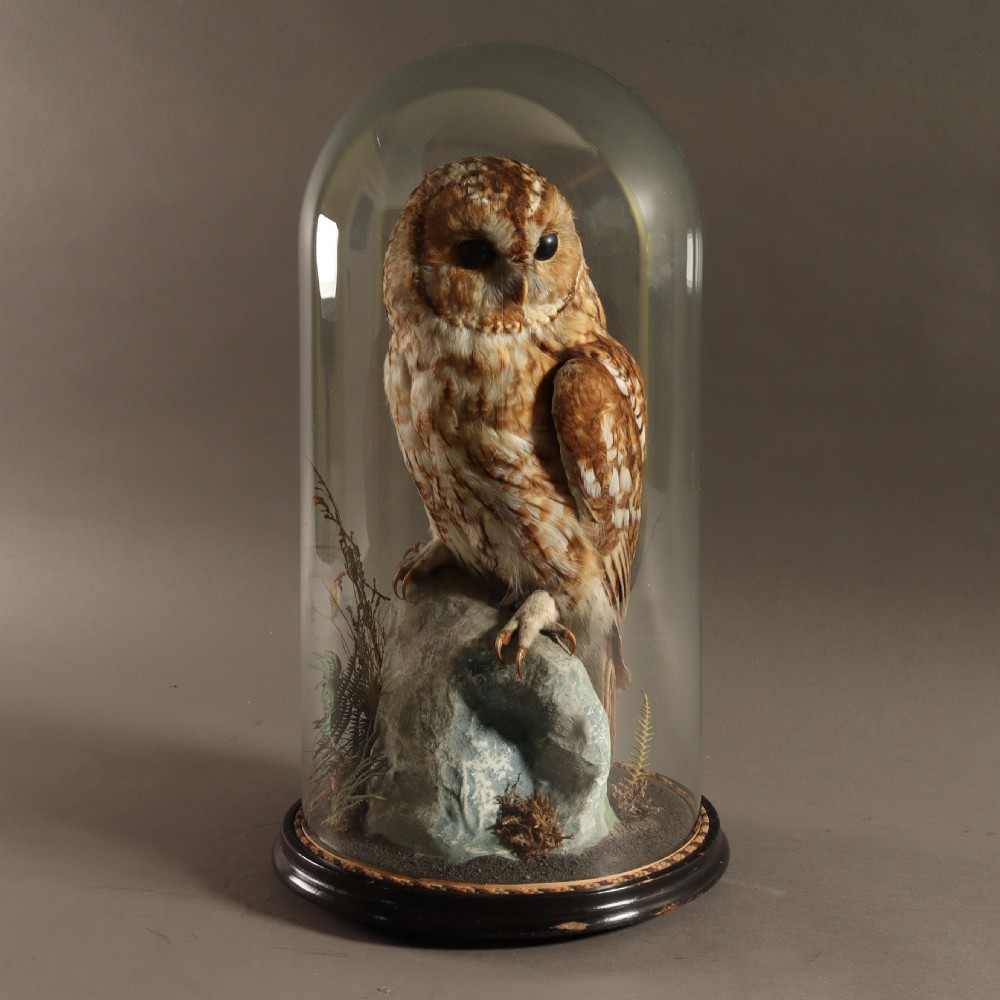 Victorian Taxidermy - Tawny owl in glass dome attributed to Hutchings of Aberystwyth. Circa 1900