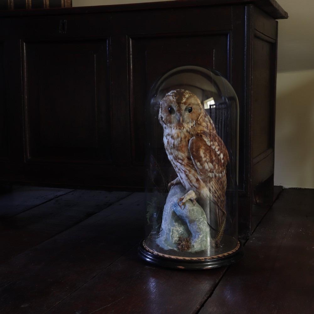 Victorian Taxidermy - Tawny owl in glass dome attributed to Hutchings of Aberystwyth. Circa 1900 View II