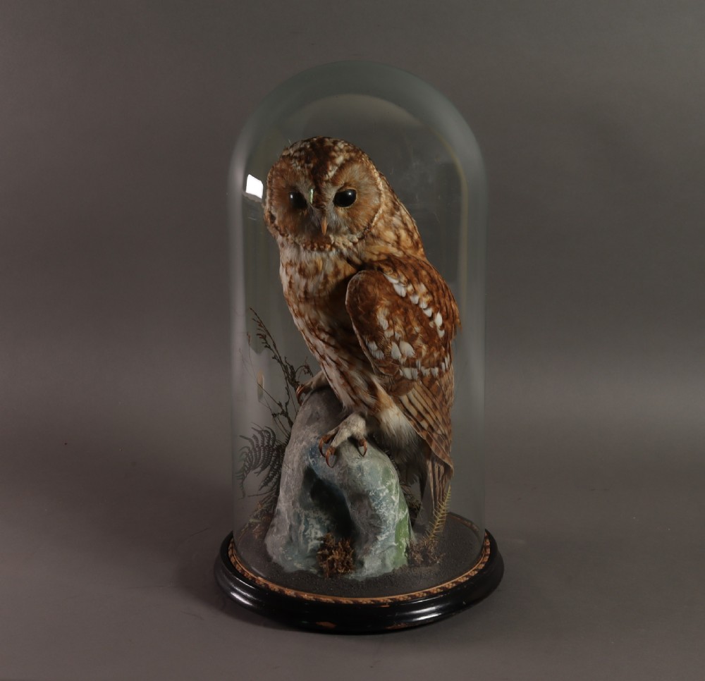Victorian Taxidermy - Tawny owl in glass dome attributed to Hutchings of Aberystwyth. Circa 1900 View III