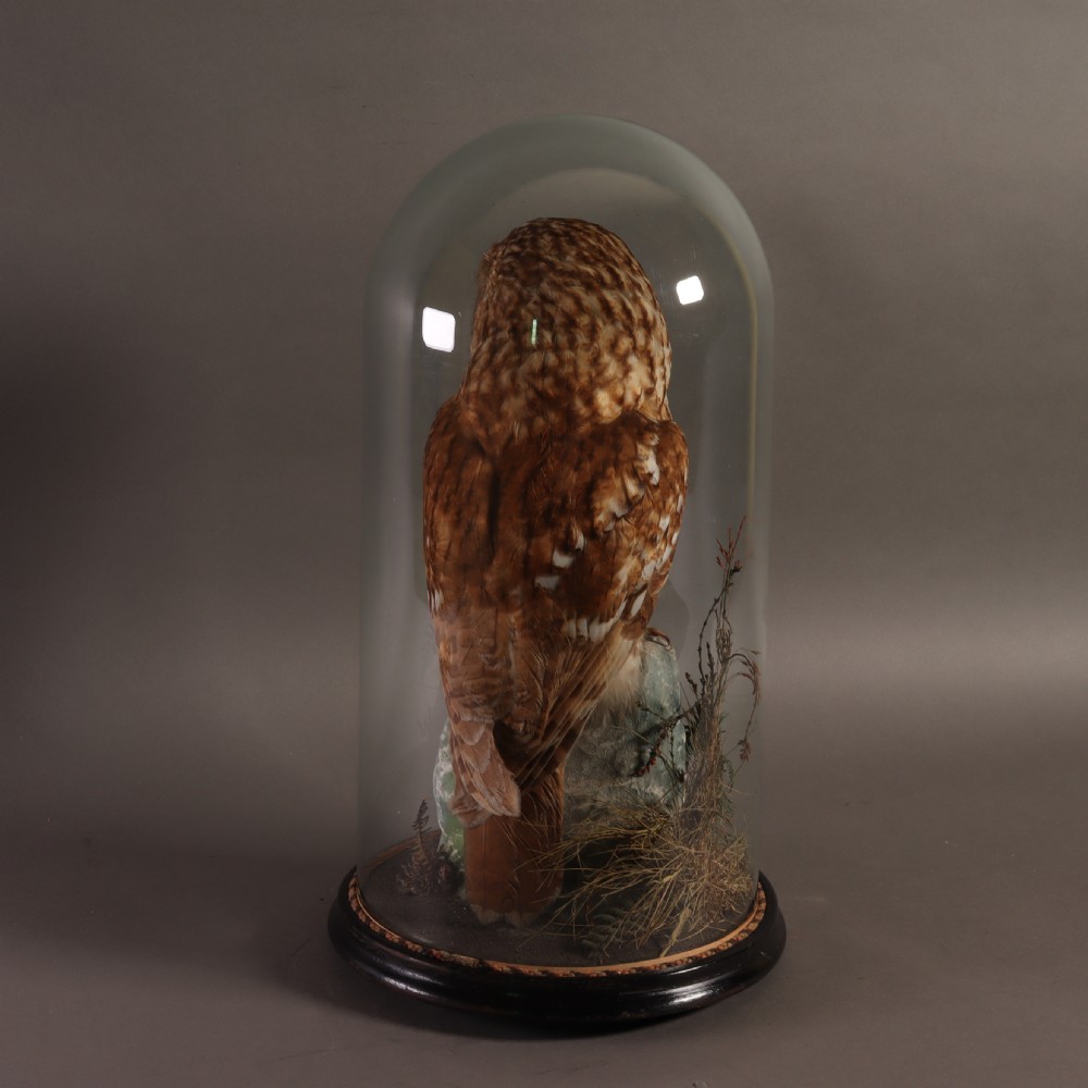 Victorian Taxidermy - Tawny owl in glass dome attributed to Hutchings of Aberystwyth. Circa 1900 View IV