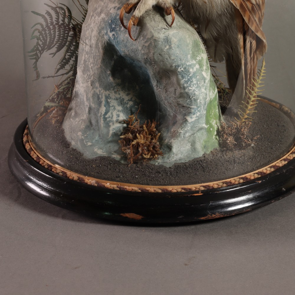 Victorian Taxidermy - Tawny owl in glass dome attributed to Hutchings of Aberystwyth. Circa 1900 View V