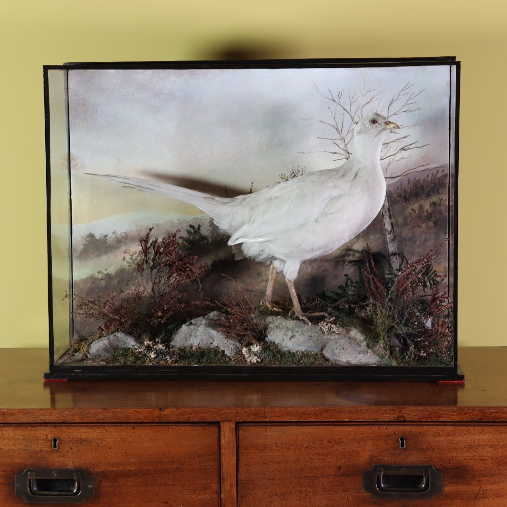 An antique Edwardian cased taxidermy display featuring a preserved white pheasant mounted on a rocky diorama base inside a black glass-fronted frame.