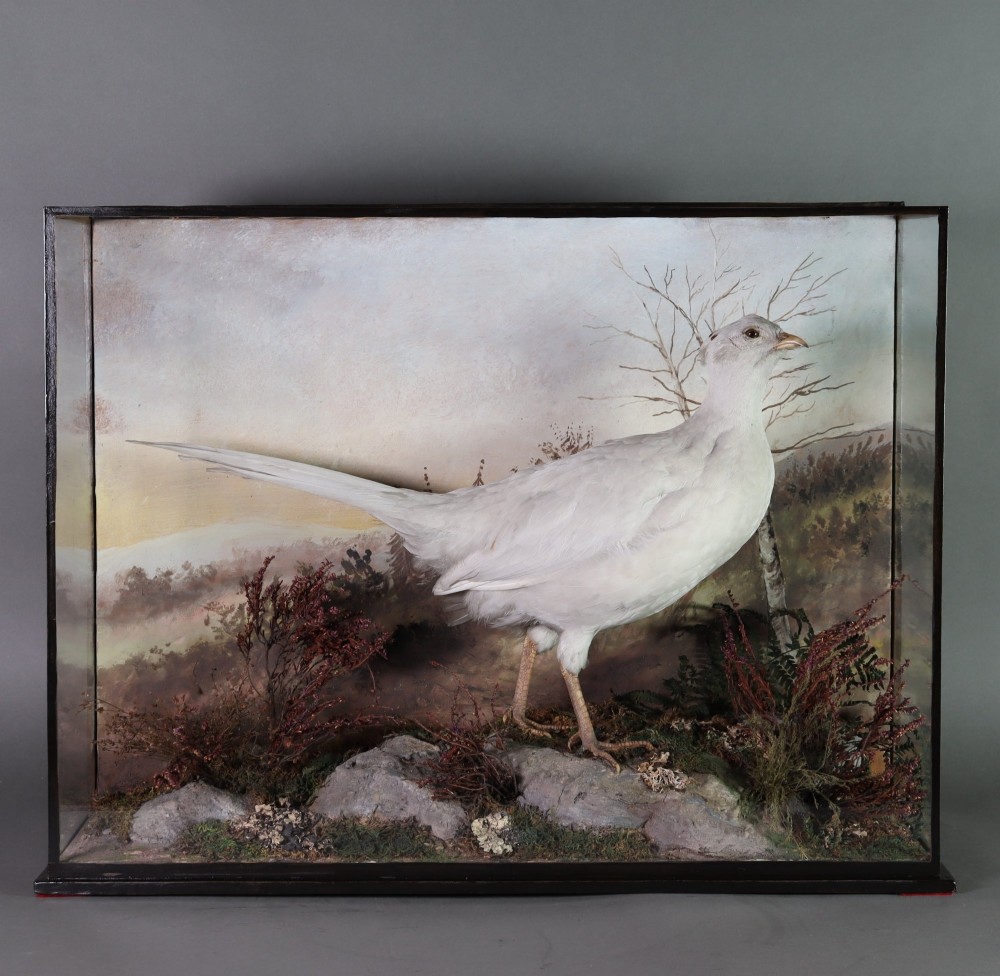 An antique Edwardian cased taxidermy display featuring a preserved white pheasant mounted on a rocky diorama base inside a black glass-fronted frame. View II