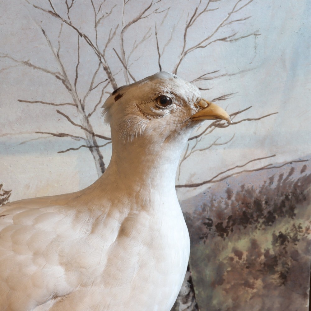 An antique Edwardian cased taxidermy display featuring a preserved white pheasant mounted on a rocky diorama base inside a black glass-fronted frame. View III