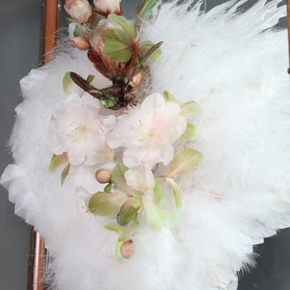 Victorian Taxidermy - A lady’s humming bird and feather fan in a museum quality mahogany case View V
