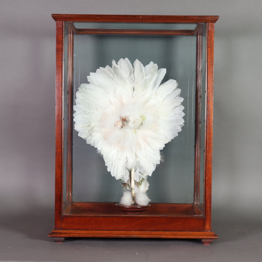 Victorian Taxidermy - A lady’s humming bird and feather fan in a museum quality mahogany case View VIII
