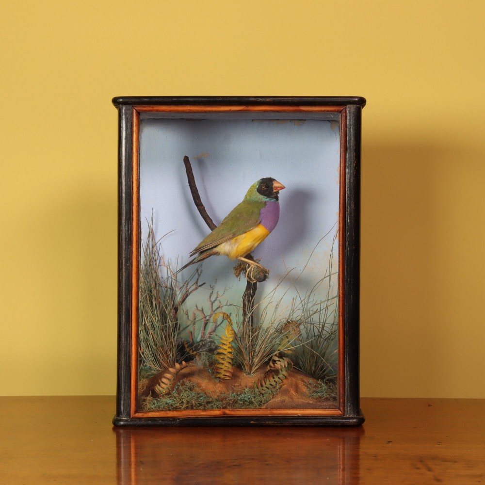 Victorian taxidermy - A delightful and very small case containing a Gouldian finch by W. C. Shelbrooke of Bridgnorth