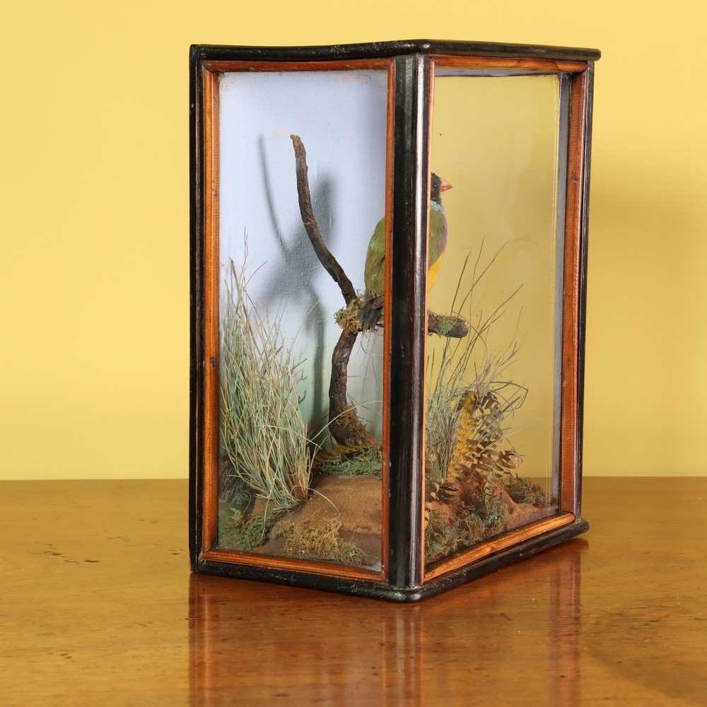 Victorian taxidermy - A delightful and very small case containing a Gouldian finch by W. C. Shelbrooke of Bridgnorth View II