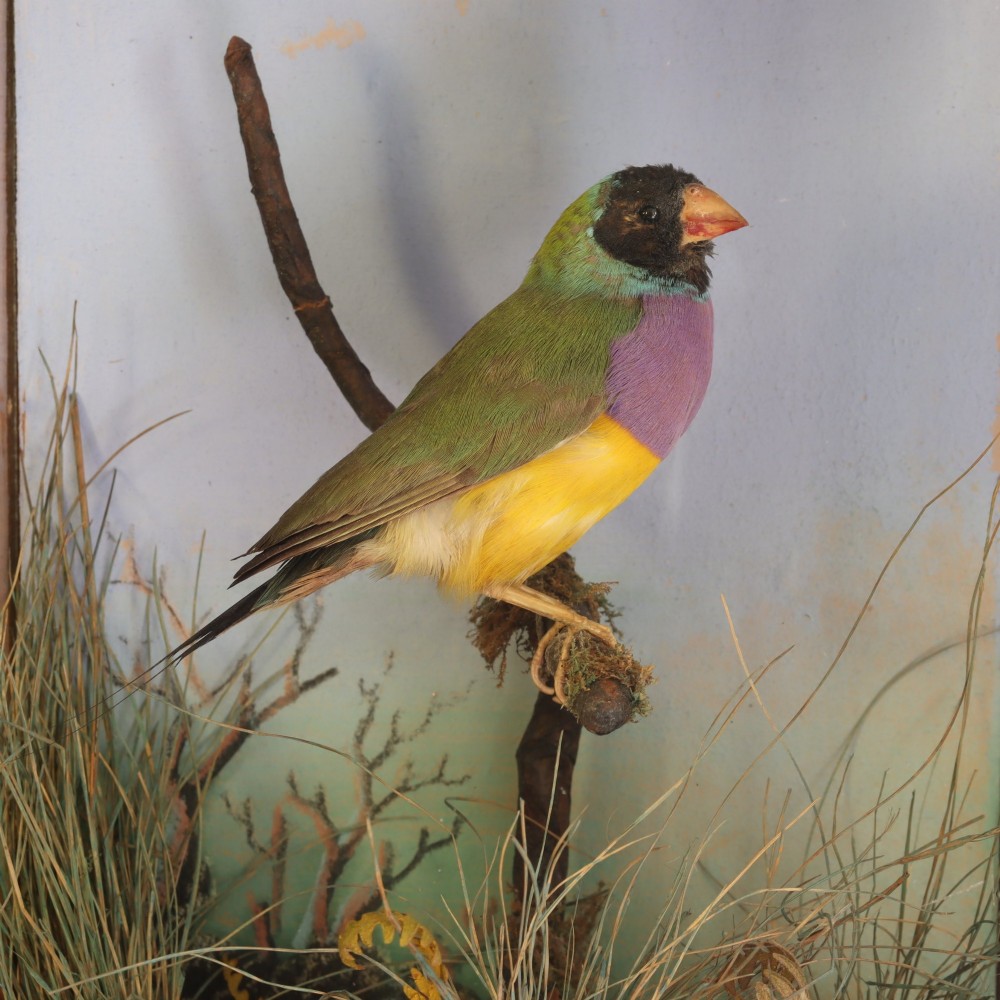 Victorian taxidermy - A delightful and very small case containing a Gouldian finch by W. C. Shelbrooke of Bridgnorth View III