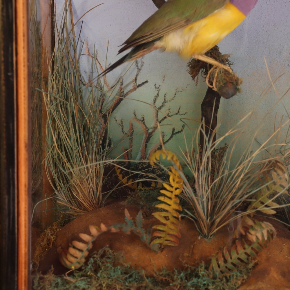 Victorian taxidermy - A delightful and very small case containing a Gouldian finch by W. C. Shelbrooke of Bridgnorth View IV