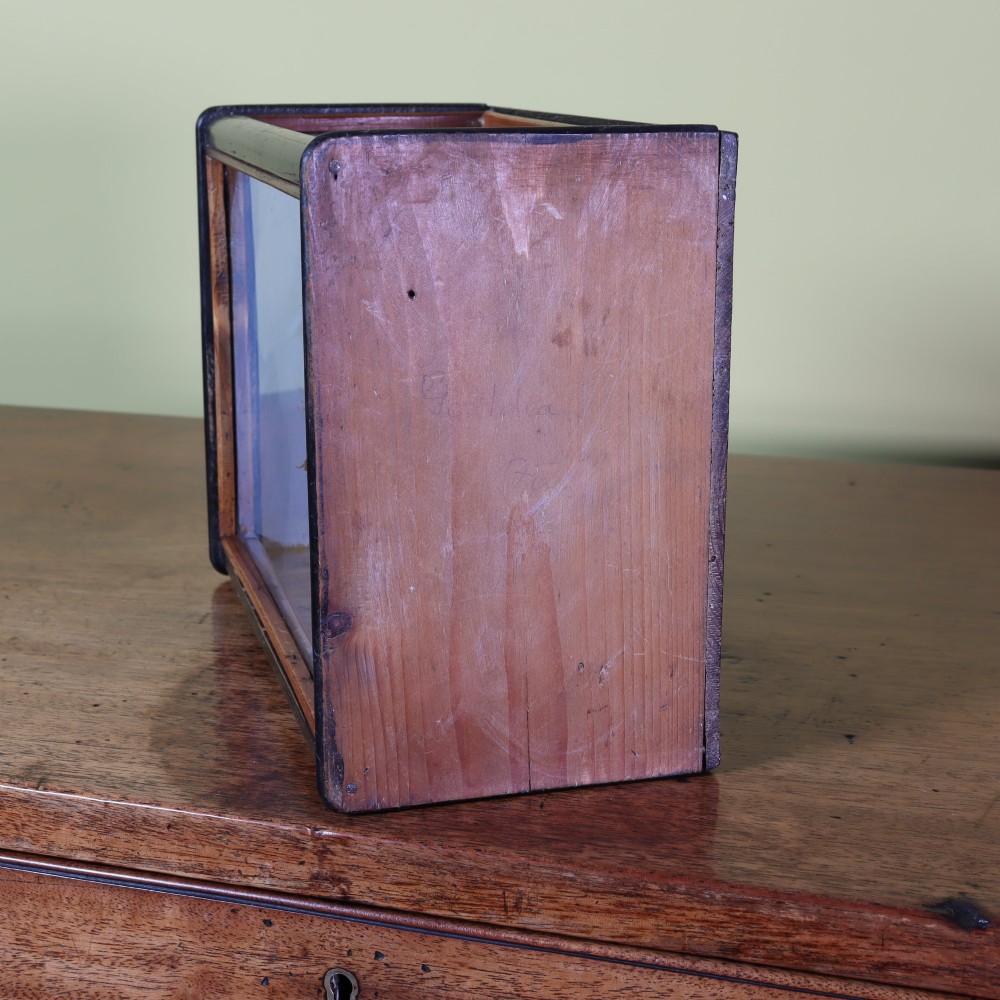 Victorian taxidermy - A delightful and very small case containing a Gouldian finch by W. C. Shelbrooke of Bridgnorth View VI