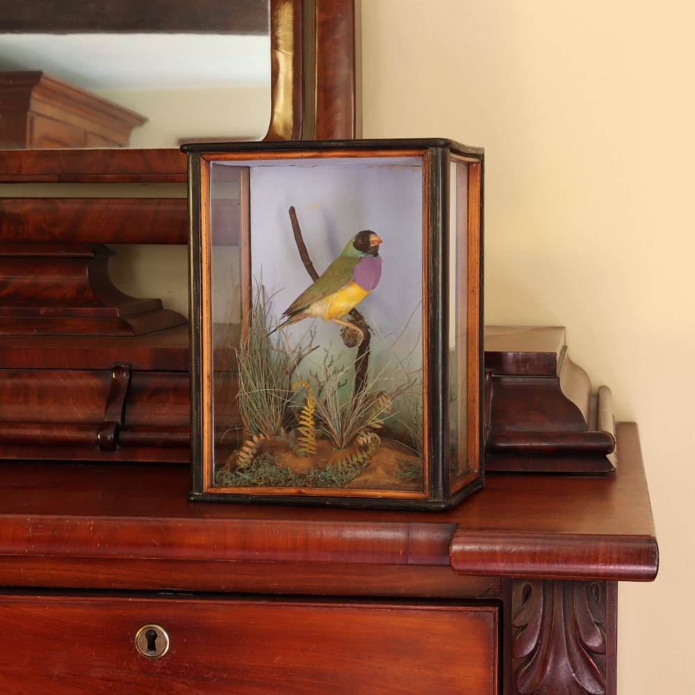 Victorian taxidermy - A delightful and very small case containing a Gouldian finch by W. C. Shelbrooke of Bridgnorth View VII