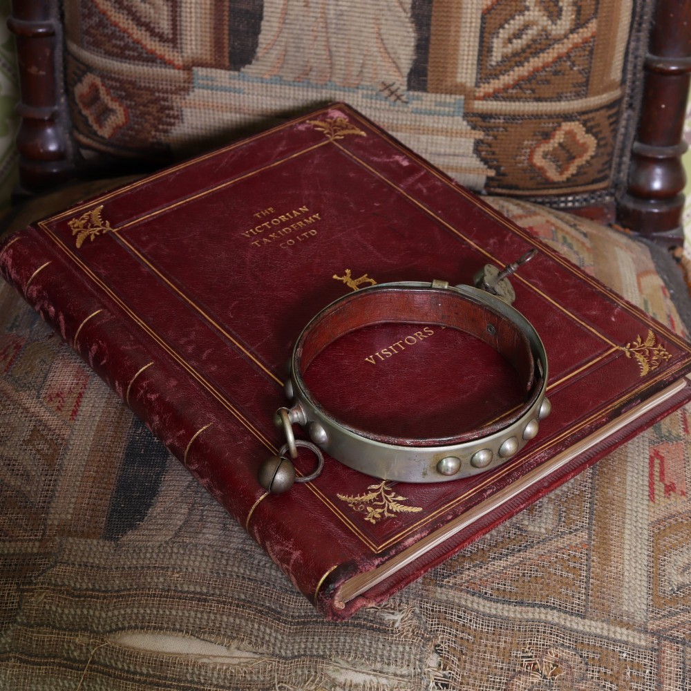 An Edwardian white metal dog collar featuring a brown leather lining, raised metal studs, an attached brass bell, and a functional padlock with key. View II