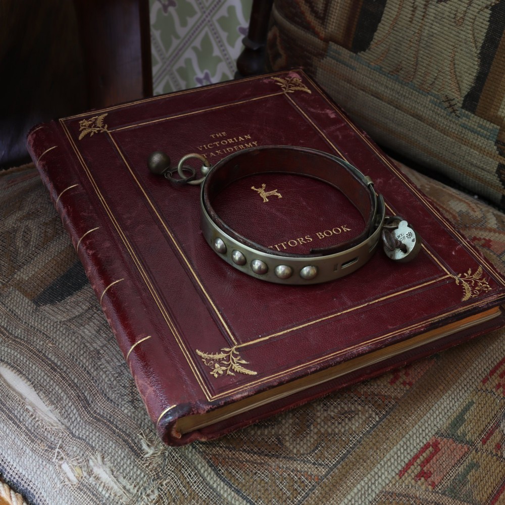 An Edwardian white metal dog collar featuring a brown leather lining, raised metal studs, an attached brass bell, and a functional padlock with key. View III