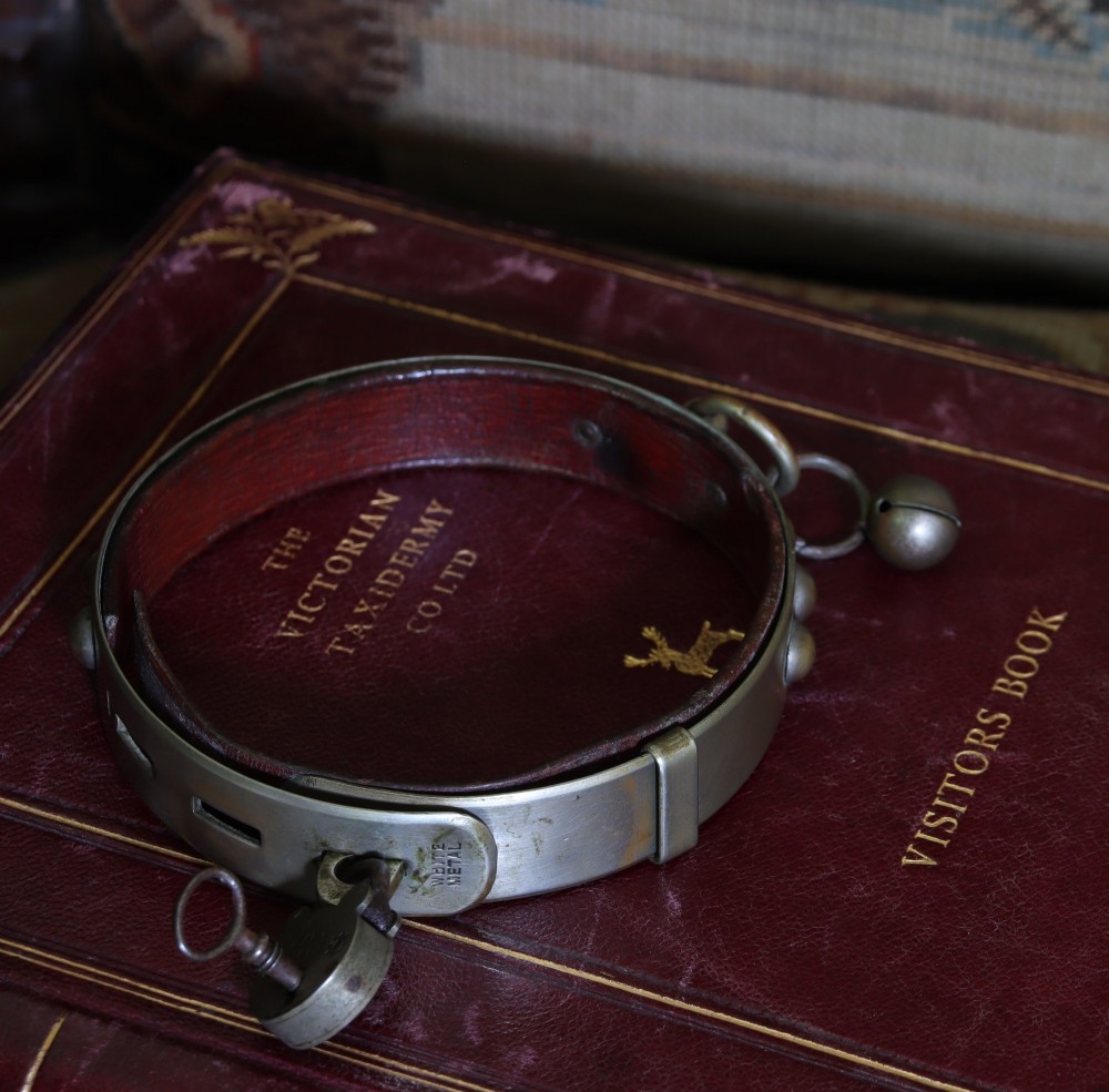 An Edwardian white metal dog collar featuring a brown leather lining, raised metal studs, an attached brass bell, and a functional padlock with key. View VII