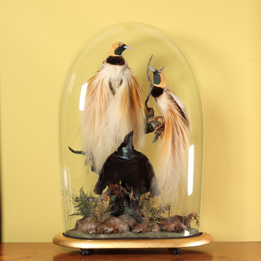 An antique Victorian taxidermy arrangement featuring two Count Raggis Birds of Paradise and a Magnificent Riflebird mounted on branches inside a glass dome with a gilt wood base.
