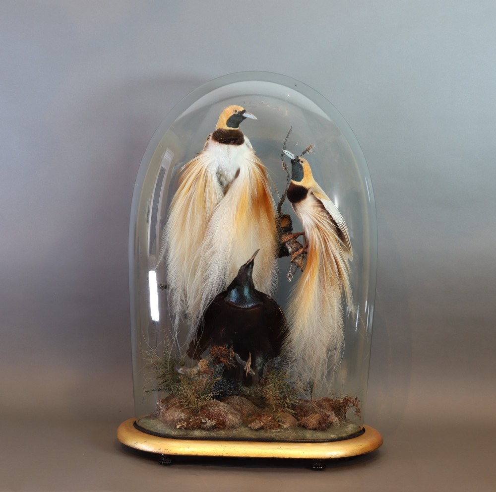 An antique Victorian taxidermy arrangement featuring two Count Raggis Birds of Paradise and a Magnificent Riflebird mounted on branches inside a glass dome with a gilt wood base. View II