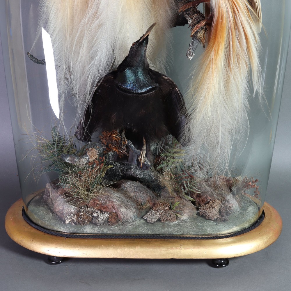 An antique Victorian taxidermy arrangement featuring two Count Raggis Birds of Paradise and a Magnificent Riflebird mounted on branches inside a glass dome with a gilt wood base. View III