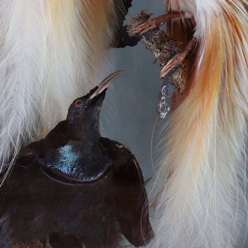 An antique Victorian taxidermy arrangement featuring two Count Raggis Birds of Paradise and a Magnificent Riflebird mounted on branches inside a glass dome with a gilt wood base. View IV