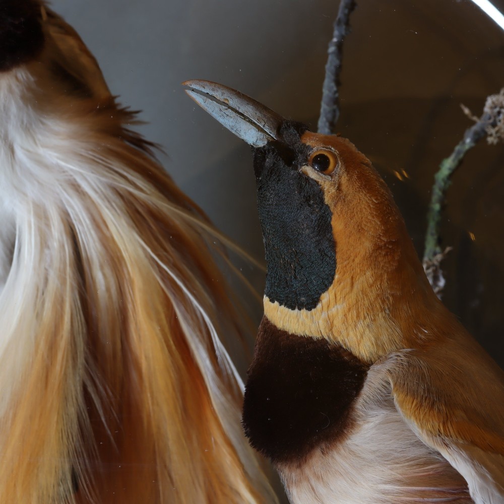 An antique Victorian taxidermy arrangement featuring two Count Raggis Birds of Paradise and a Magnificent Riflebird mounted on branches inside a glass dome with a gilt wood base. View V