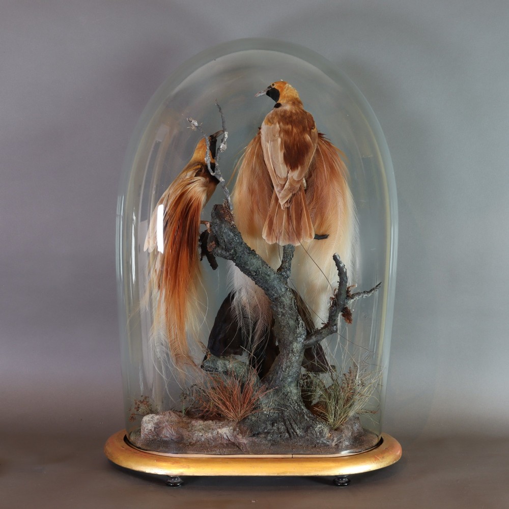 An antique Victorian taxidermy arrangement featuring two Count Raggis Birds of Paradise and a Magnificent Riflebird mounted on branches inside a glass dome with a gilt wood base. View VI