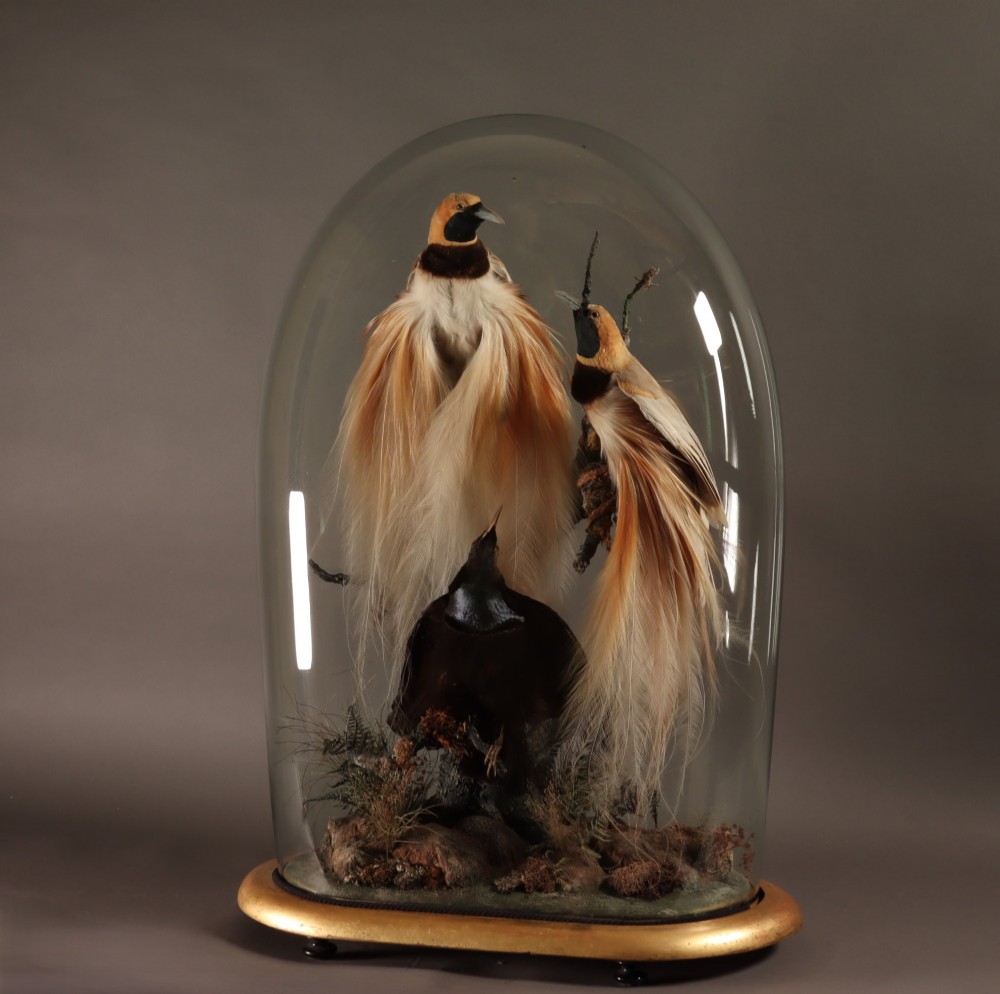 An antique Victorian taxidermy arrangement featuring two Count Raggis Birds of Paradise and a Magnificent Riflebird mounted on branches inside a glass dome with a gilt wood base. View VII