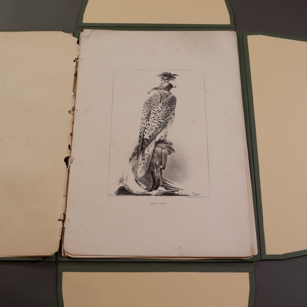 A Victorian natural history print depicting a falcon perched on a rock, displayed inside an open green portfolio. View VI