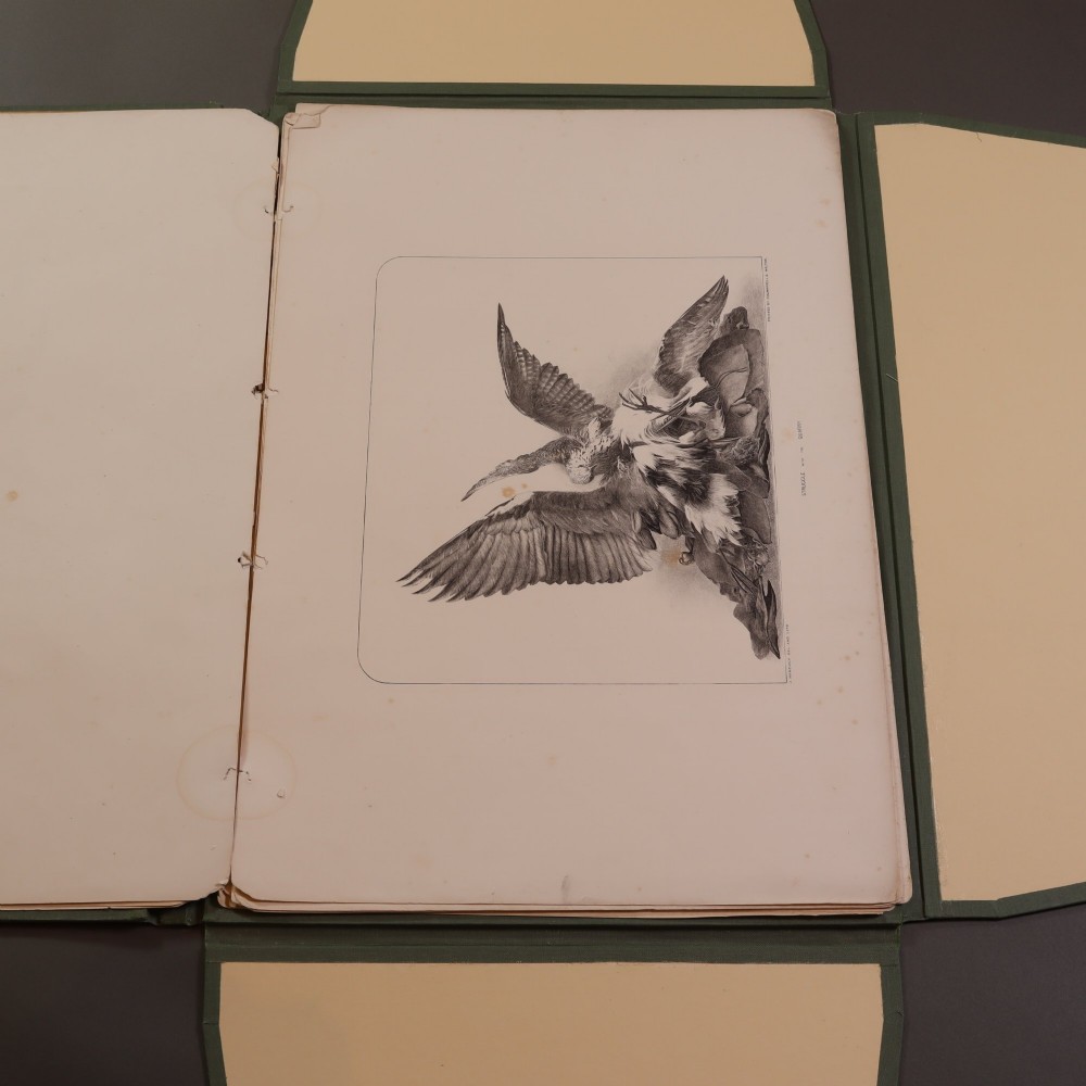 A Victorian natural history print depicting a falcon perched on a rock, displayed inside an open green portfolio. View VII