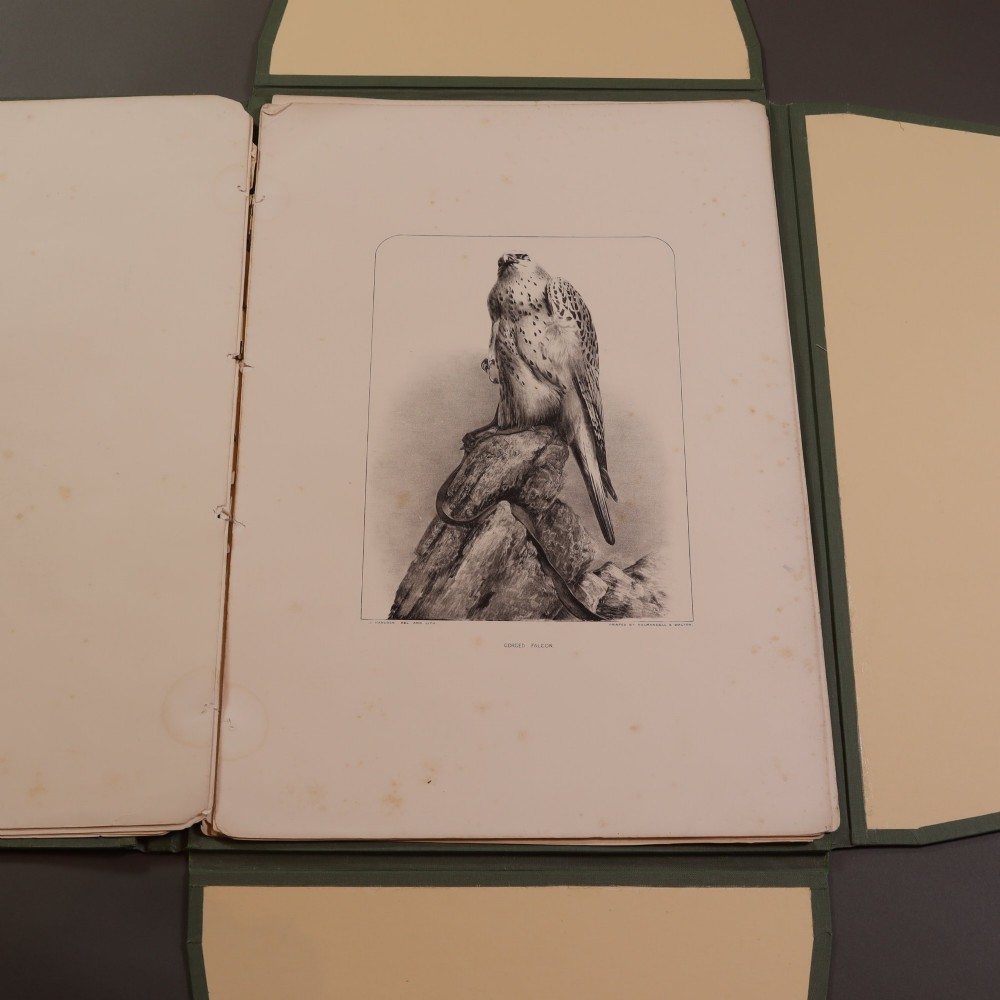 Victorian taxidermy – Rare Fasciculus by John Hancock