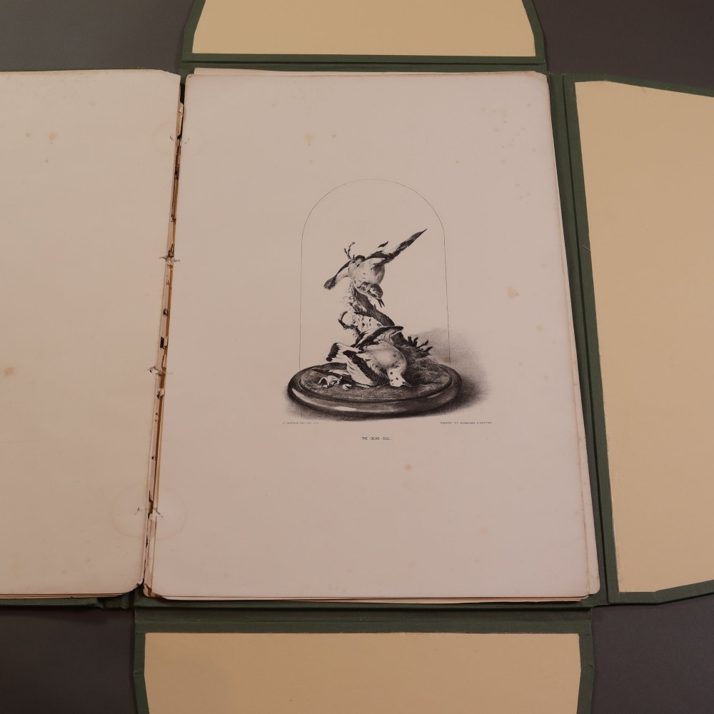 A Victorian natural history print depicting a falcon perched on a rock, displayed inside an open green portfolio. View VIII