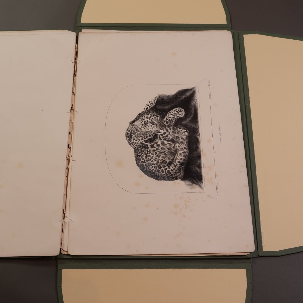 A Victorian natural history print depicting a falcon perched on a rock, displayed inside an open green portfolio. View IX
