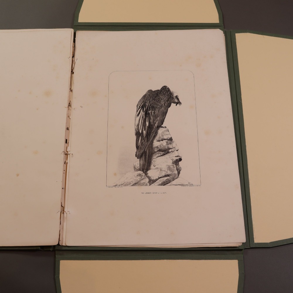 A Victorian natural history print depicting a falcon perched on a rock, displayed inside an open green portfolio. View XI