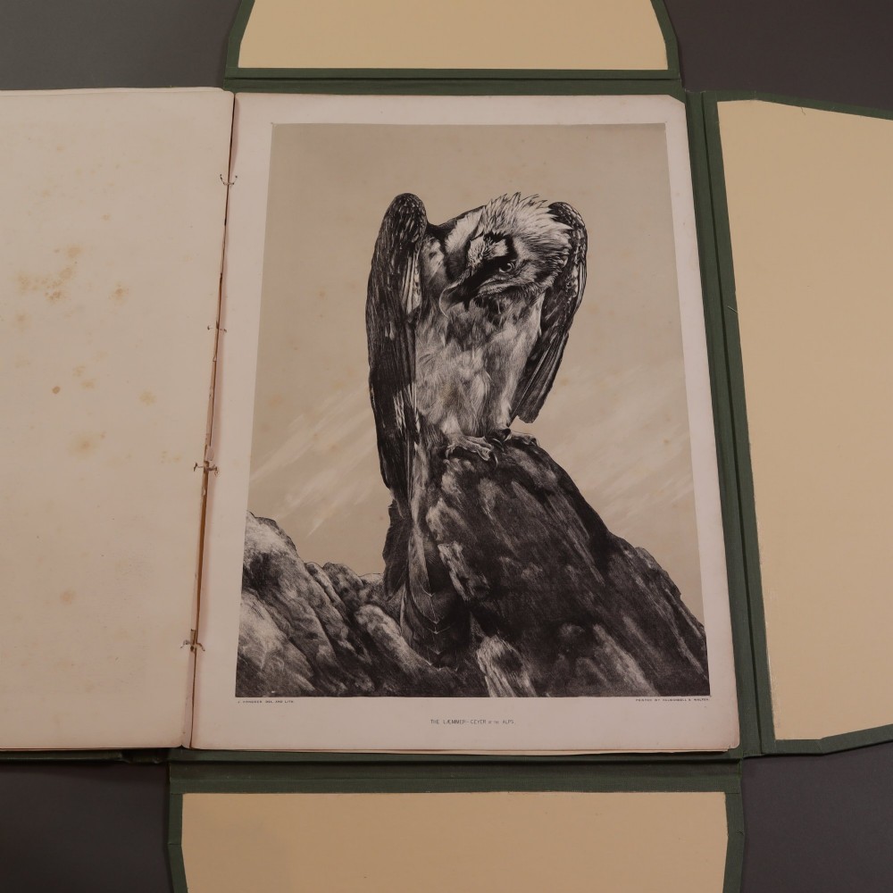 A Victorian natural history print depicting a falcon perched on a rock, displayed inside an open green portfolio. View XII