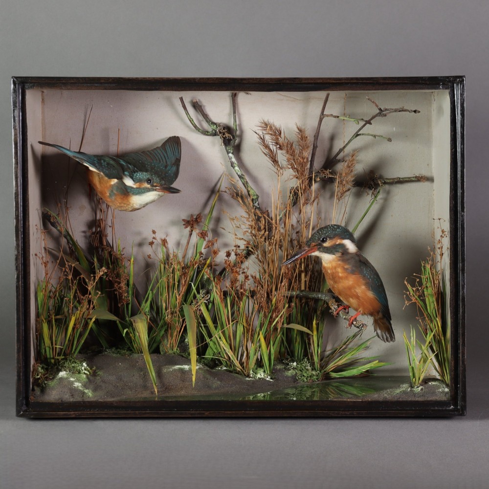A rectangular glazed dark wooden case featuring two taxidermy kingfishers set within a riverbank environment with dried reeds.