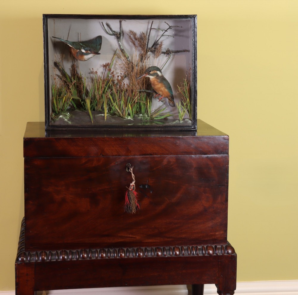 A rectangular glazed dark wooden case featuring two taxidermy kingfishers set within a riverbank environment with dried reeds. View II