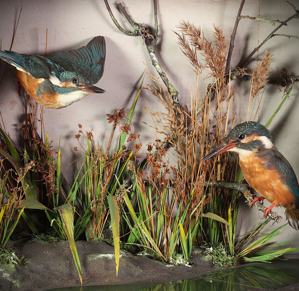 A rectangular glazed dark wooden case featuring two taxidermy kingfishers set within a riverbank environment with dried reeds. View III
