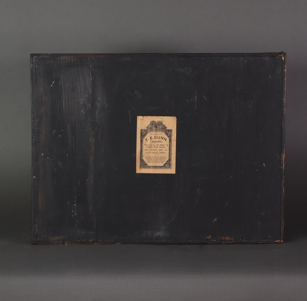 A rectangular glazed dark wooden case featuring two taxidermy kingfishers set within a riverbank environment with dried reeds. View IV