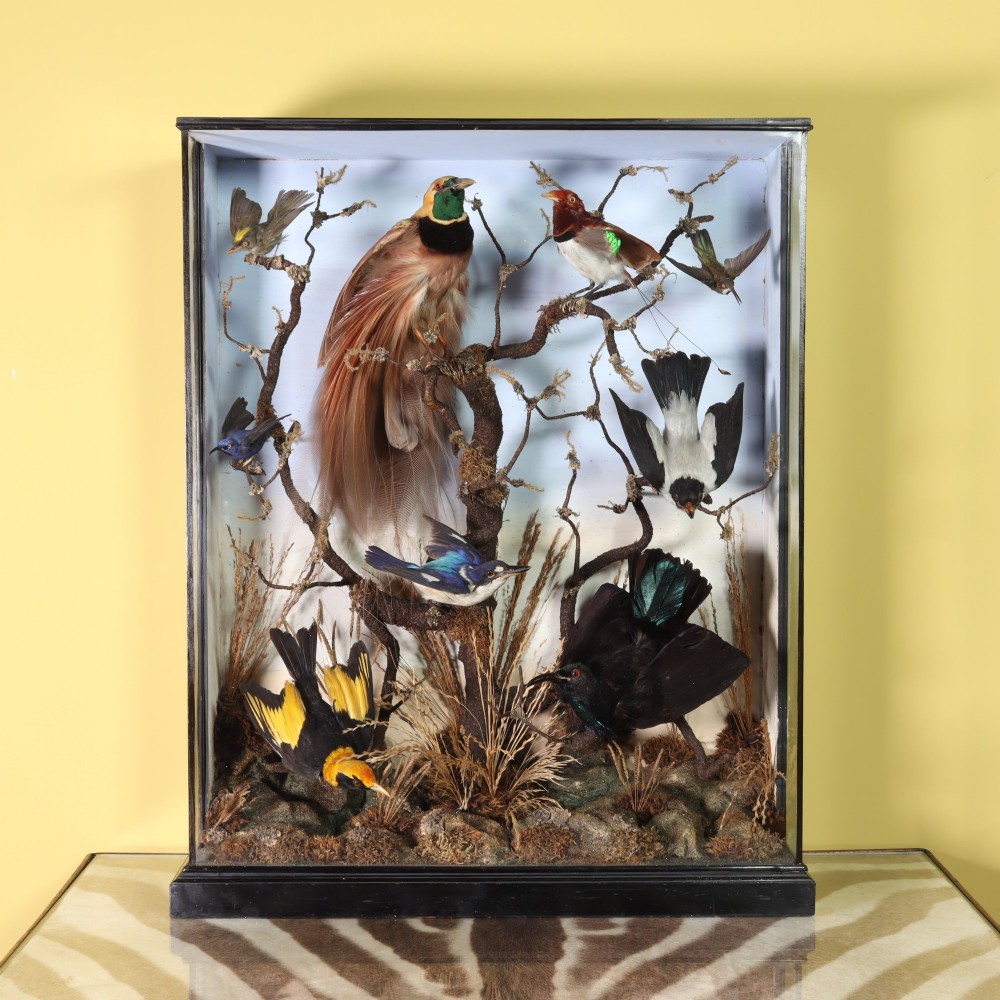 A Victorian glazed display case containing a diorama of preserved exotic birds mounted on branches.
