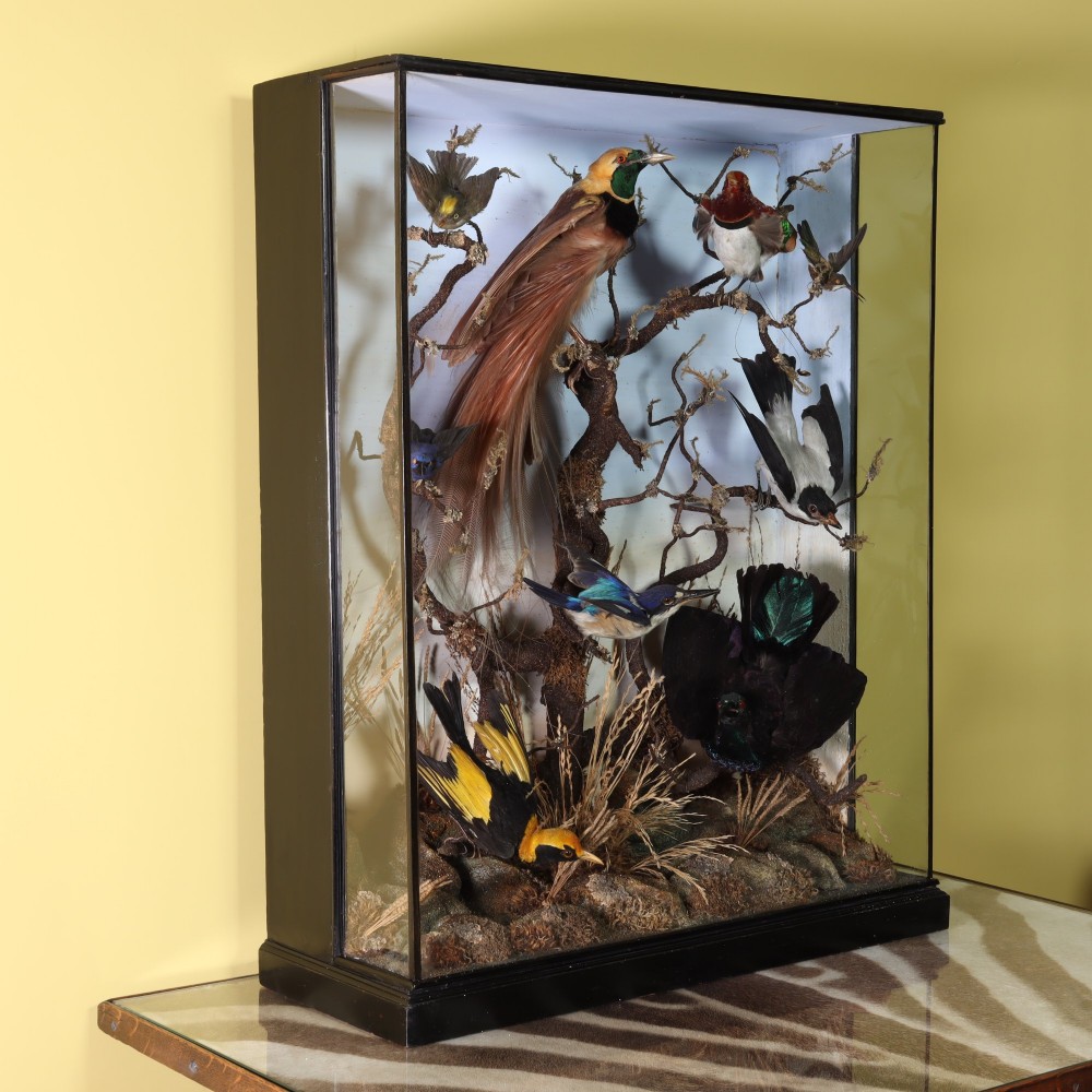 A Victorian glazed display case containing a diorama of preserved exotic birds mounted on branches. View II