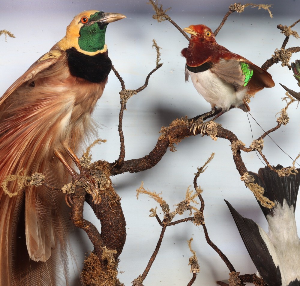 A Victorian glazed display case containing a diorama of preserved exotic birds mounted on branches. View III