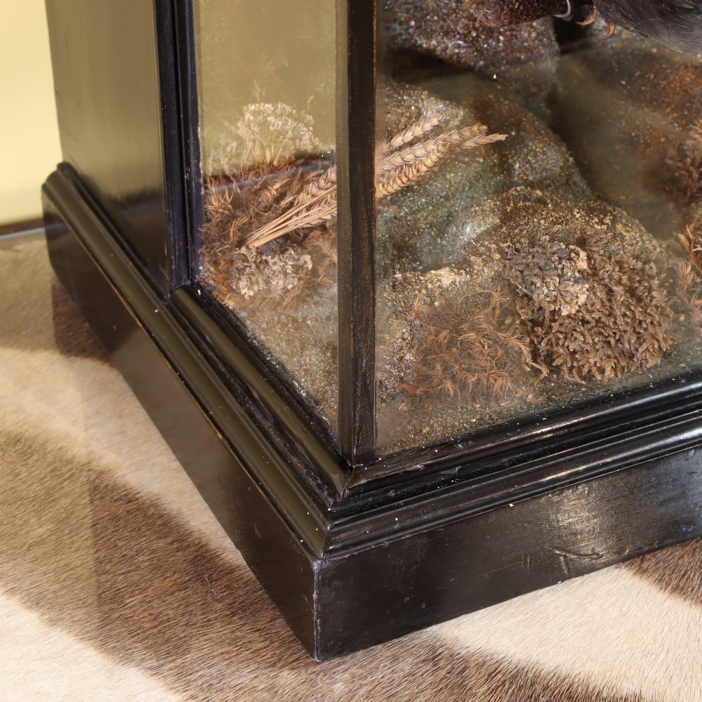 A Victorian glazed display case containing a diorama of preserved exotic birds mounted on branches. View IV