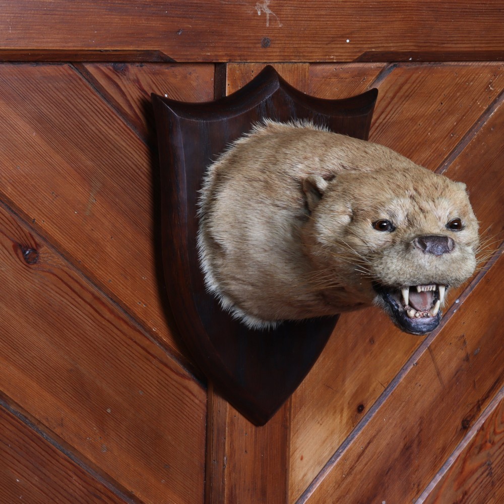 Taxidermy- Otter mask by Peter Spicer & Sons. Early 20th Century