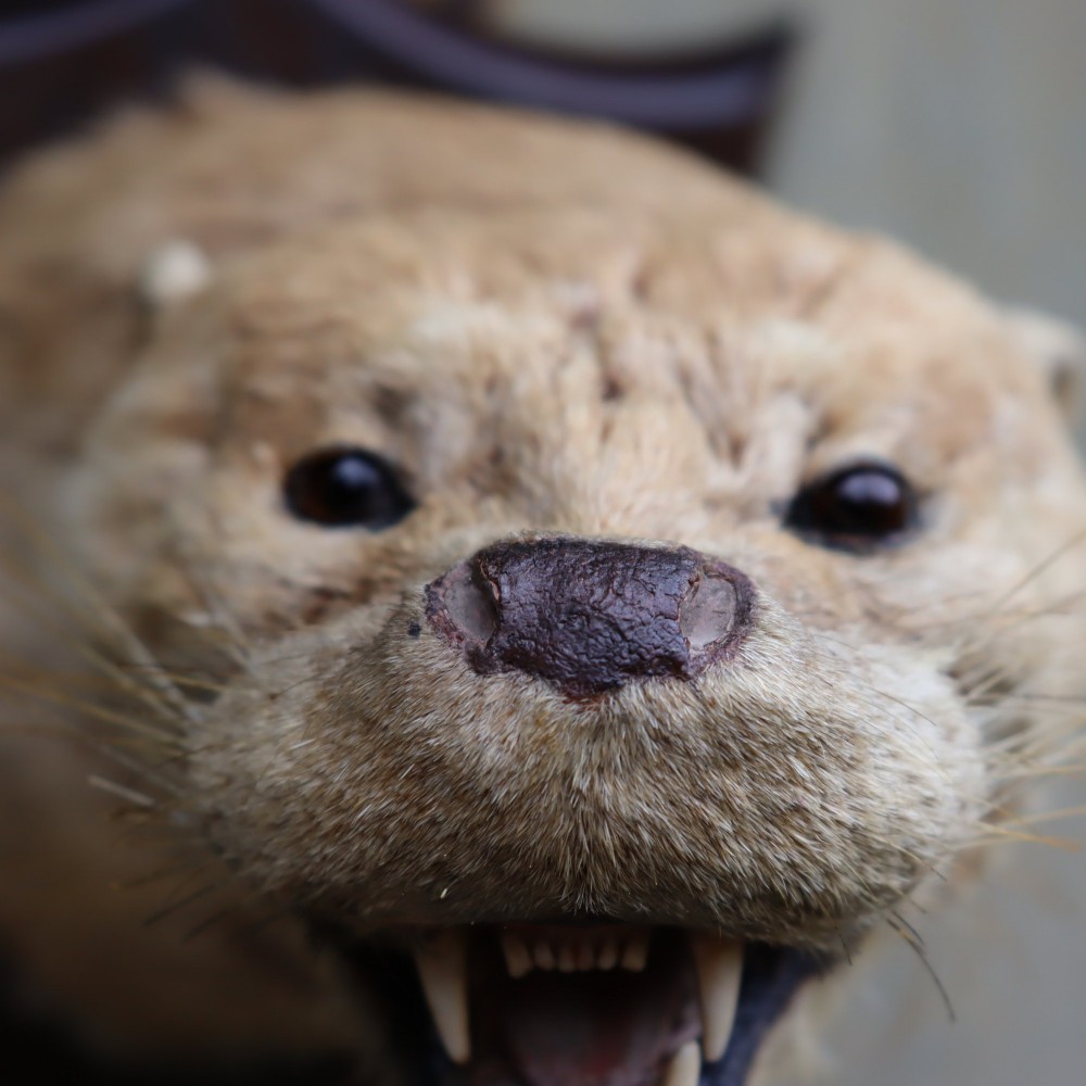An early 20th-century taxidermy otter mask mounted on a dark wooden shield-shaped wall plaque. View IV