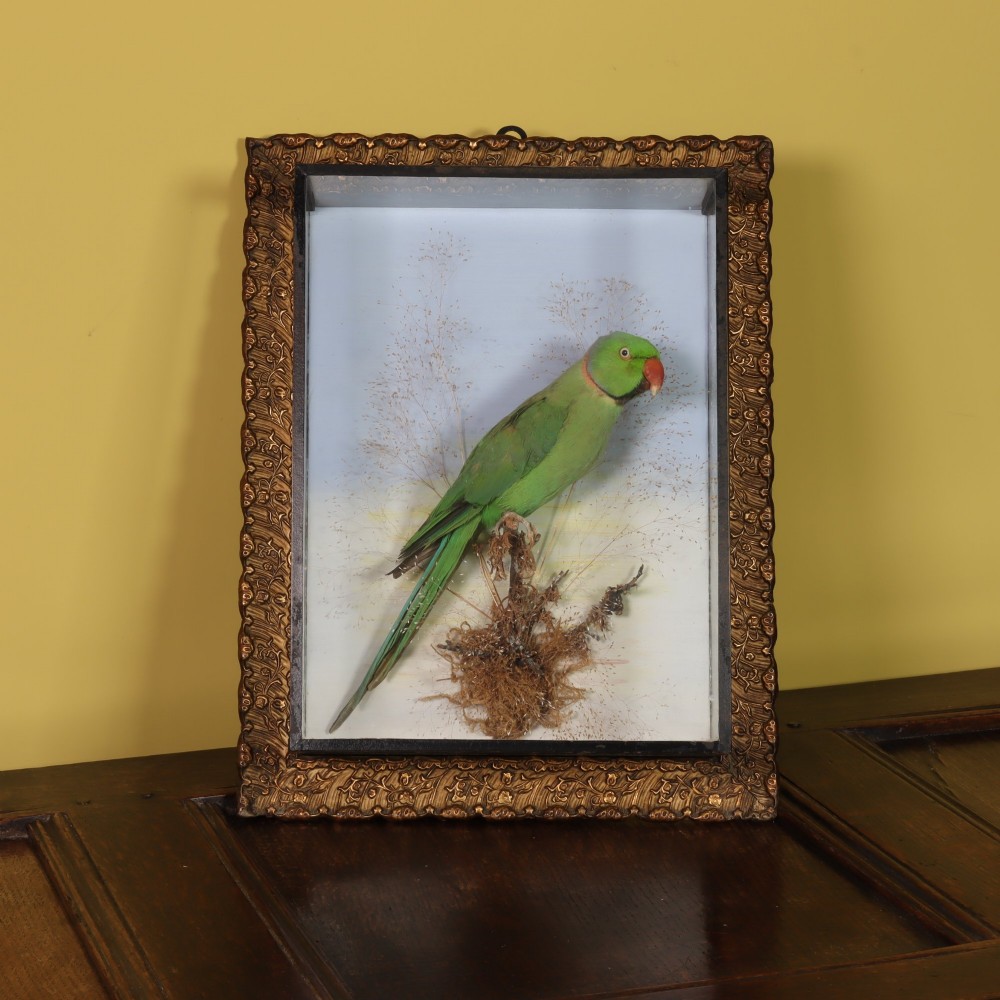 A Victorian glazed shadowbox display containing a green ring-necked parakeet mounted on dried grasses inside a moulded gilt picture frame.
