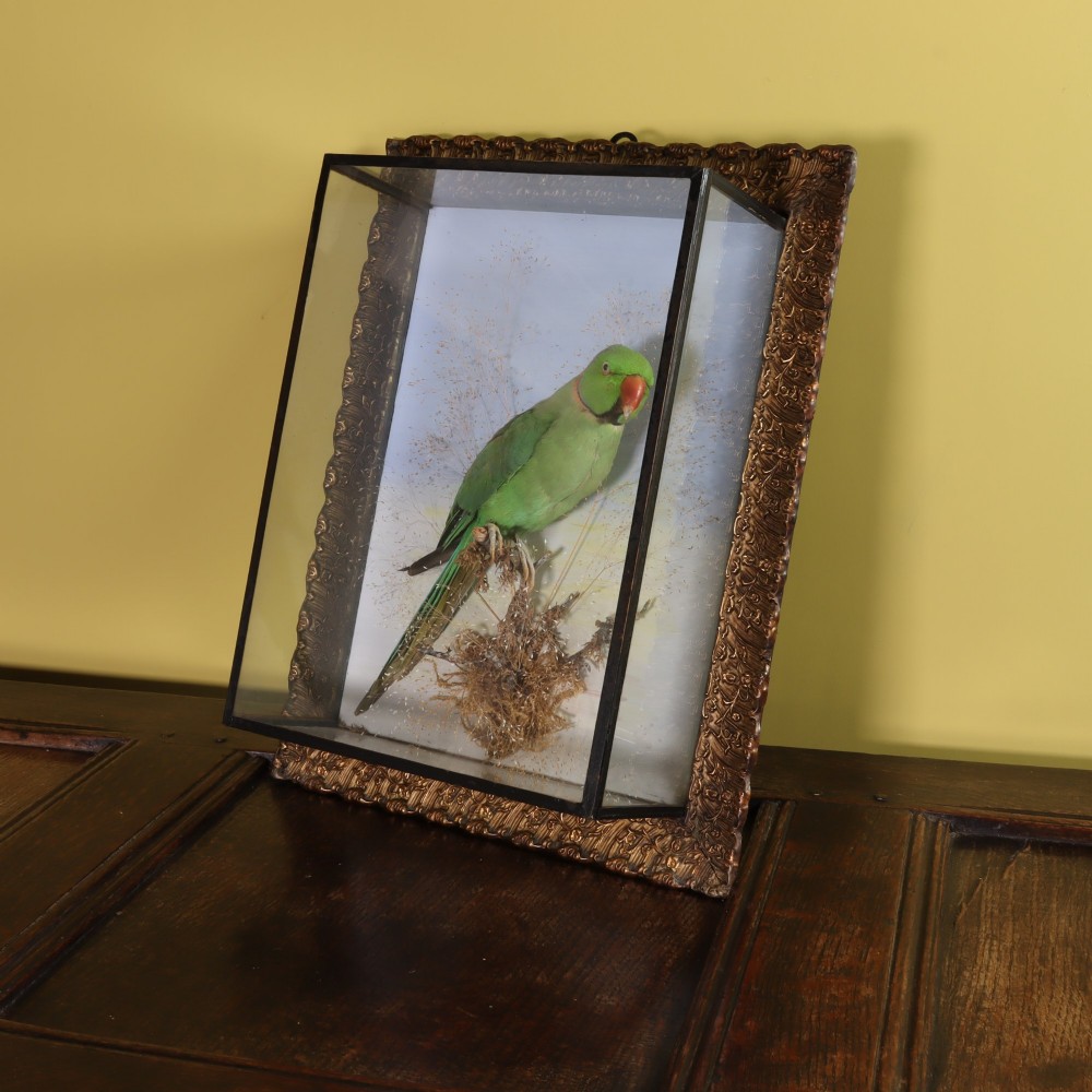 A Victorian glazed shadowbox display containing a green ring-necked parakeet mounted on dried grasses inside a moulded gilt picture frame. View II