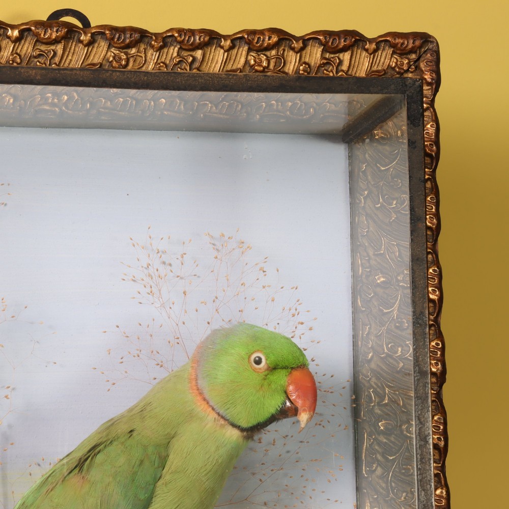 A Victorian glazed shadowbox display containing a green ring-necked parakeet mounted on dried grasses inside a moulded gilt picture frame. View V