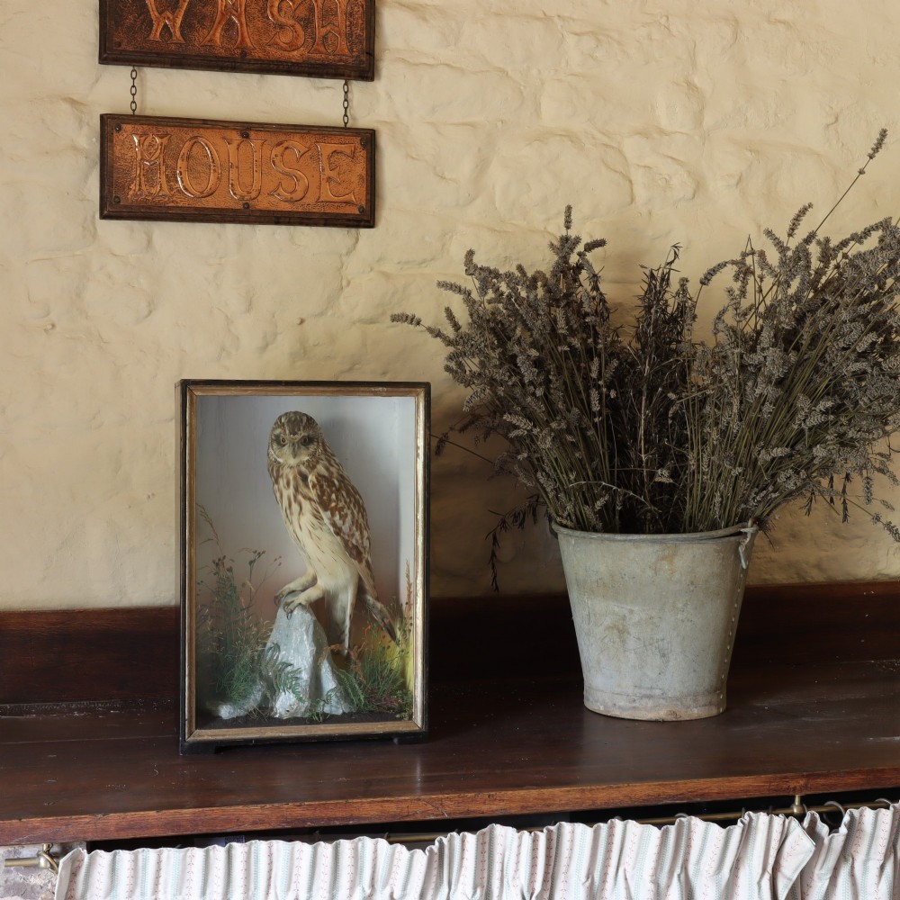 A preserved short-eared owl mounted on a faux rock base inside a glass-fronted wooden display case with a painted background. View II