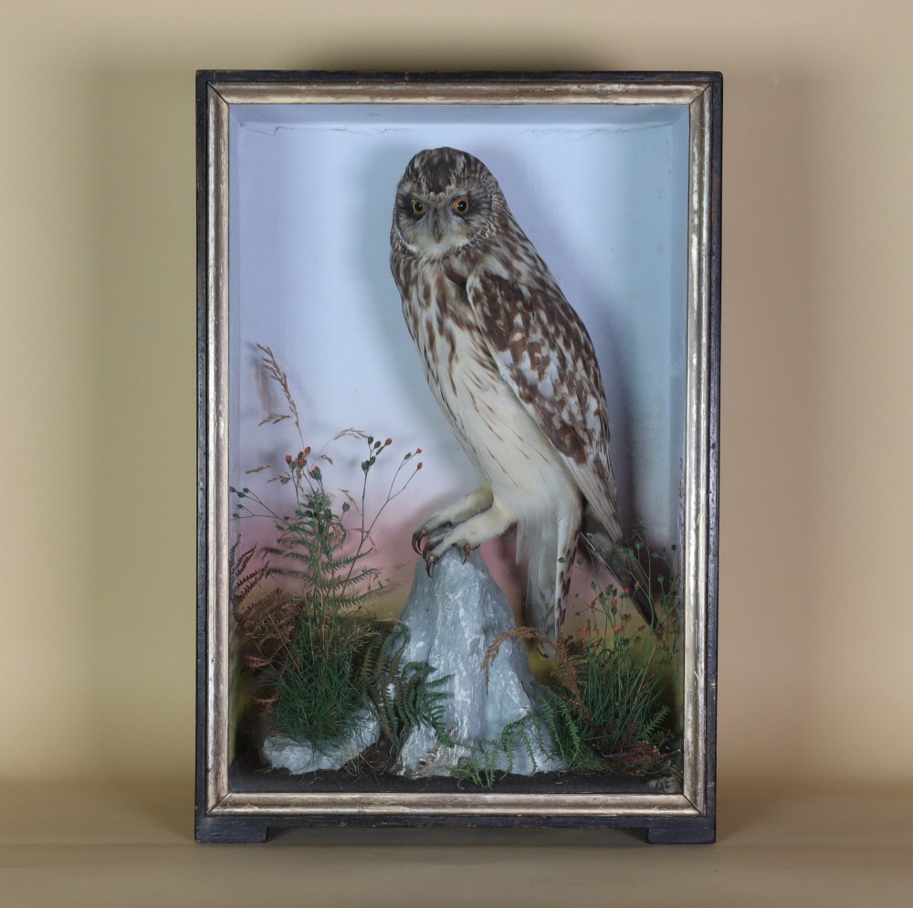 A preserved short-eared owl mounted on a faux rock base inside a glass-fronted wooden display case with a painted background.