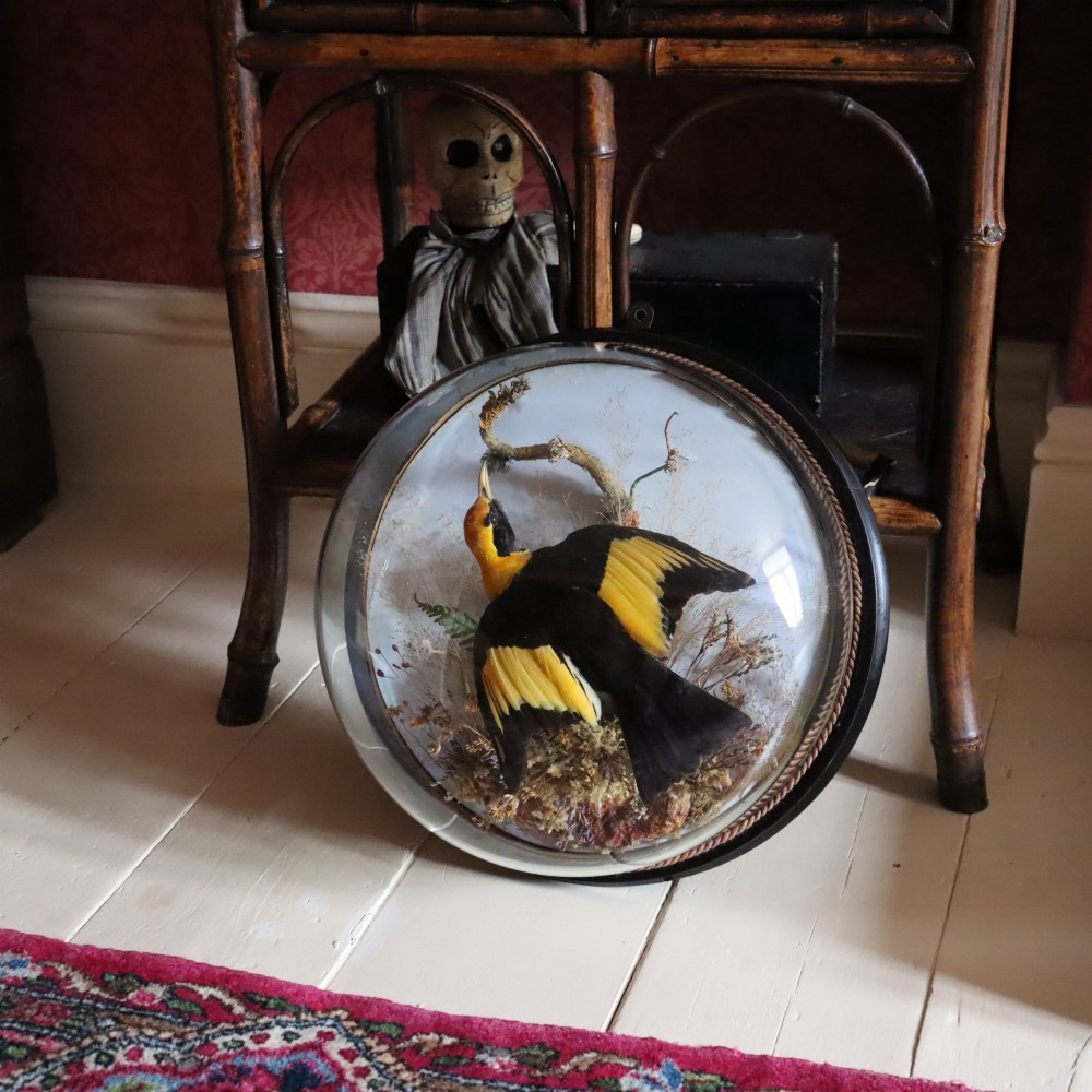 Victorian Taxidermy - Wall dome containing an Australian male Regent Bower Bird View II