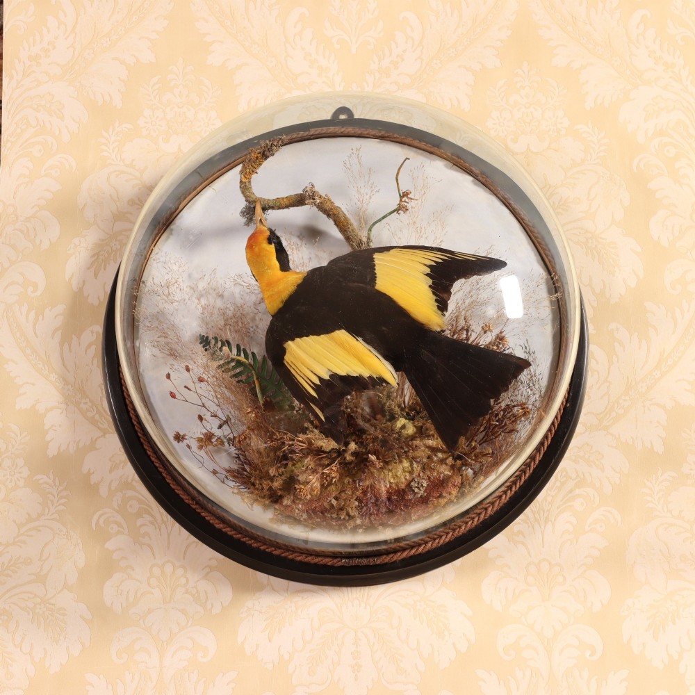Victorian Taxidermy - Wall dome containing an Australian male Regent Bower Bird